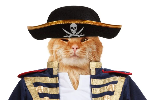 Gato engraçado - pirata — Fotografia de Stock