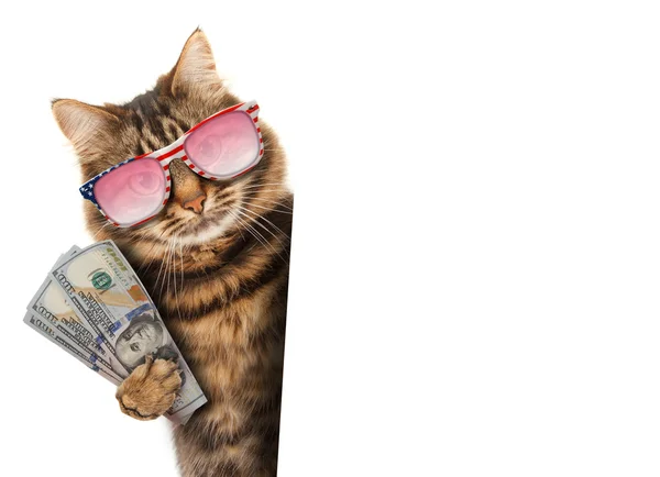 用钱逗猫 — 图库照片