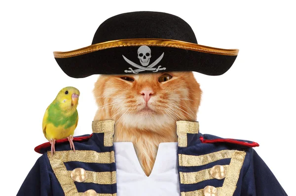 Gato engraçado - pirata — Fotografia de Stock