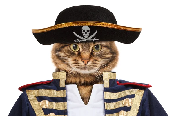 Αστείο γάτα - πειρατής — Φωτογραφία Αρχείου