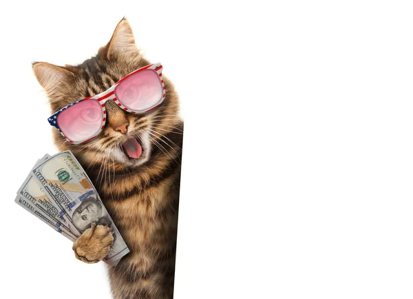 Para ile komik kedi