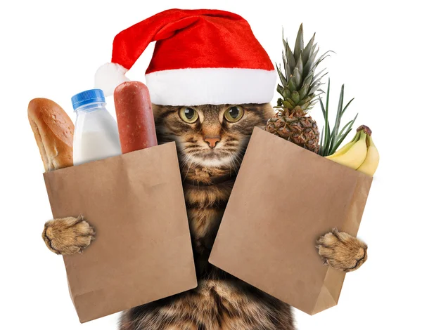 Funny cat in the store — Stock Photo, Image