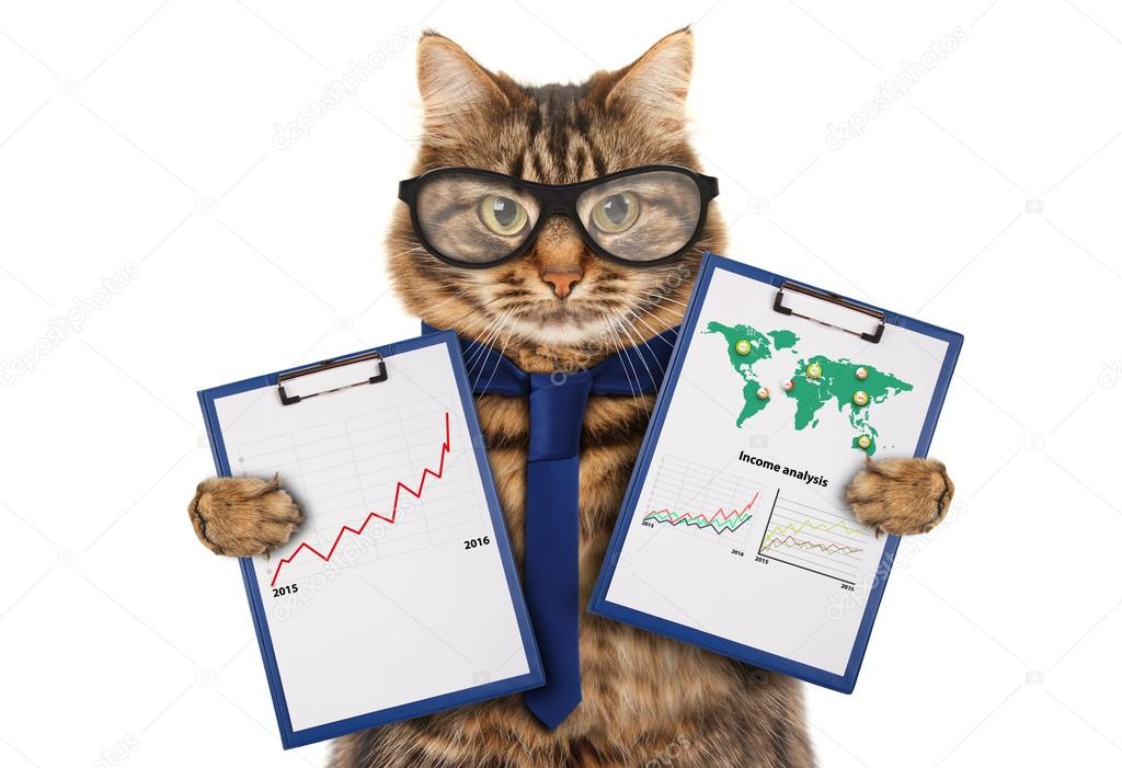Cat with a folder for presentations
