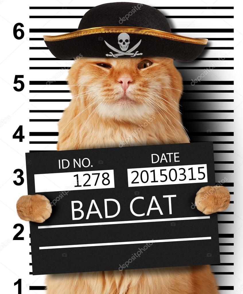 Bad cat with handcuffs on white background. Cat is wearing a orange jump  suit. Violation of the law. Stock Photo