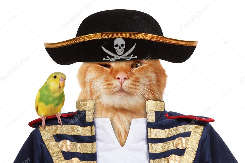 Funny cat - pirate