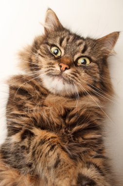 Kedi kanepede oturuyor.