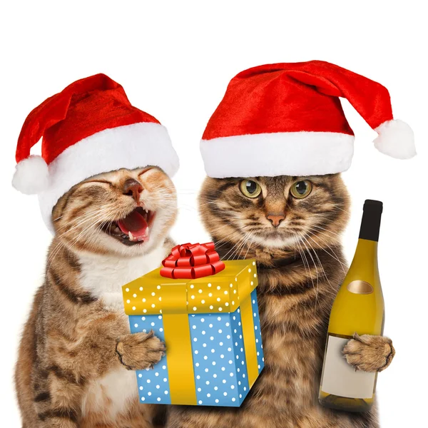 Cats in Christmas hats — Stock Photo, Image