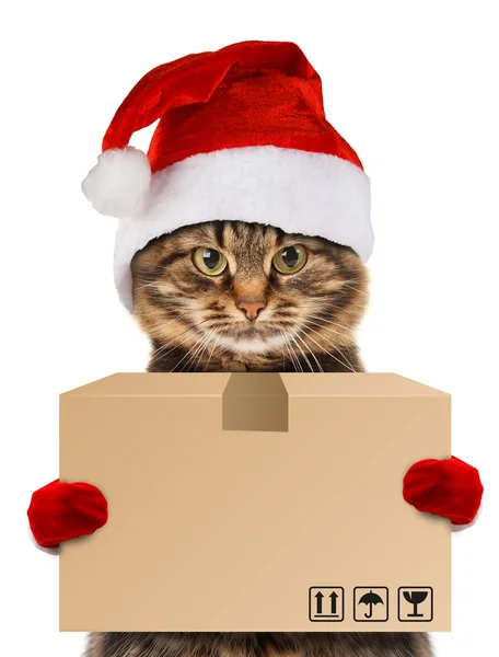 Funny cat - delivery service — Stock Photo, Image