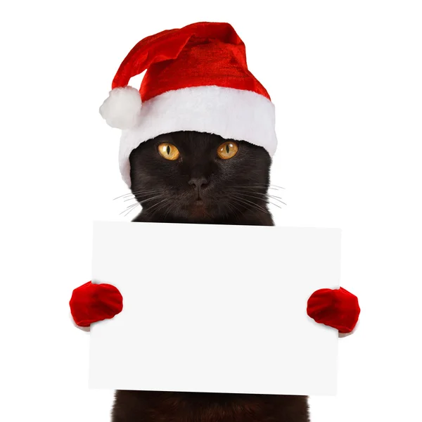 Kot w Boże Narodzenie kapelusz — Zdjęcie stockowe