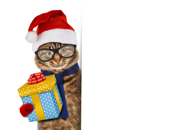 Cat with present in hat — Stock Photo, Image