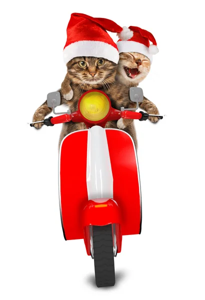 Lustige Katzen - Mofa fahren — Stockfoto