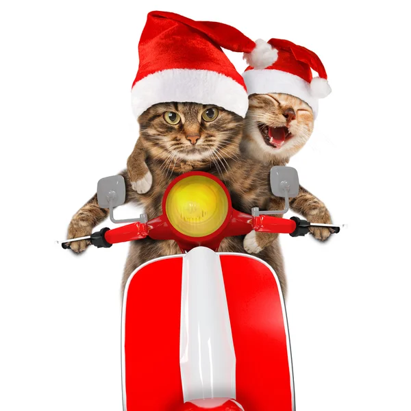 Funny cats - driving a moped — Stock Photo, Image