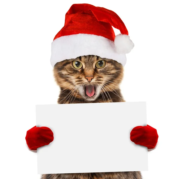 圣诞帽子的那只猫 — 图库照片