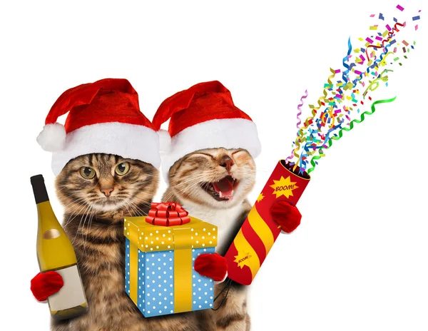 Γάτες σε καπέλα Χριστουγέννων — Φωτογραφία Αρχείου