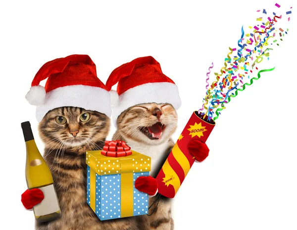 Chats en chapeaux de Noël — Photo