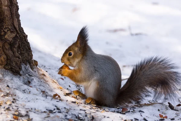 Eekhoorn op de boom — Stockfoto