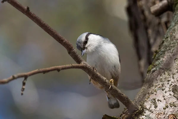 Ağaç üzerinde gri sıvacı kuşu — Stok fotoğraf