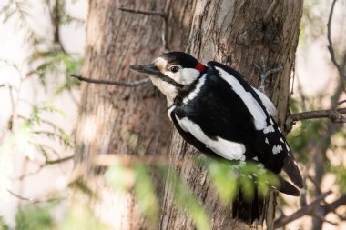Ağaçtaki ağaçkakan