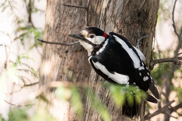 Pájaro carpintero en un árbol — Foto de Stock