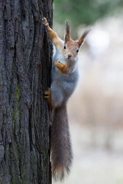 Ardilla en un árbol —  Fotos de Stock