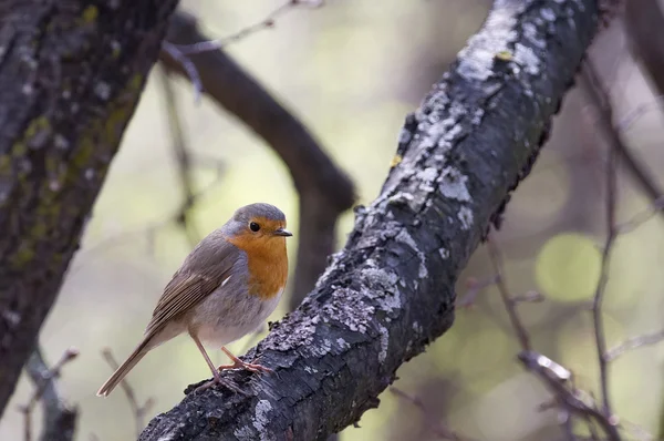 Robin on a branch — Stock Photo, Image