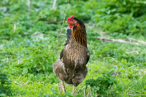 Kurczak na łące — Zdjęcie stockowe