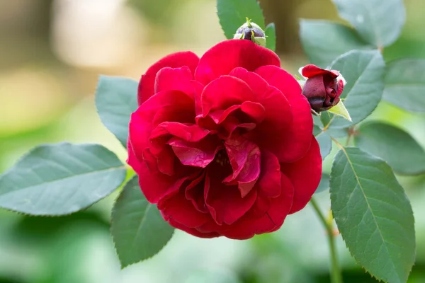 Blühende rote Rose — Stockfoto