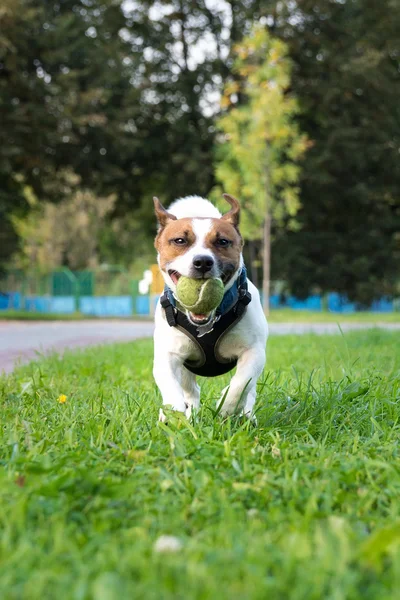 Cane con una palla — Foto Stock