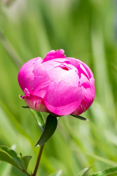 Hermosa peonía rosa — Foto de Stock