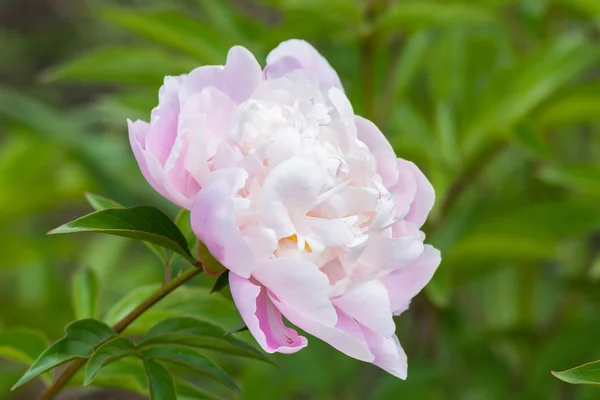 Hermosa peonía rosa — Foto de Stock