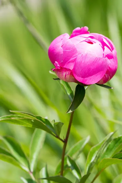 Hermosa peonía rosa — Foto de Stock