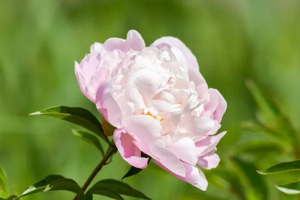 Hermosa peonía rosa — Foto de Stock