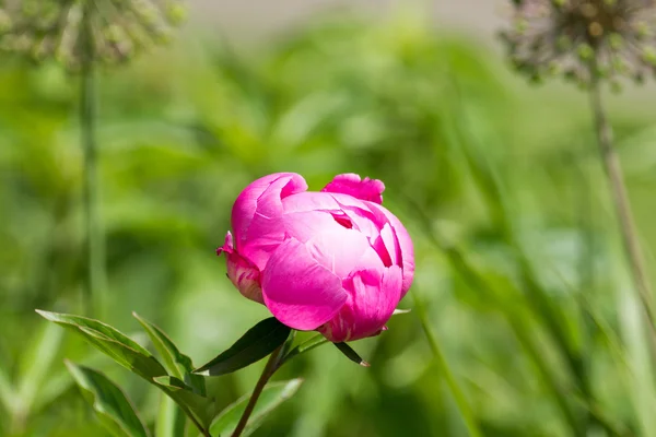 Hermosa peonía rosa — Foto de Stock