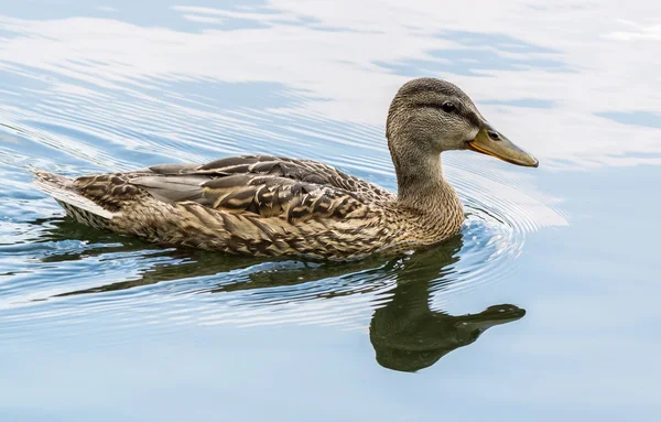 Eend zwemmen in de vijver — Stockfoto