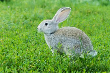 çimlerde oturan tavşan