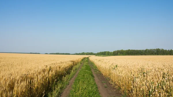 Estrada em um campo — Fotografia de Stock