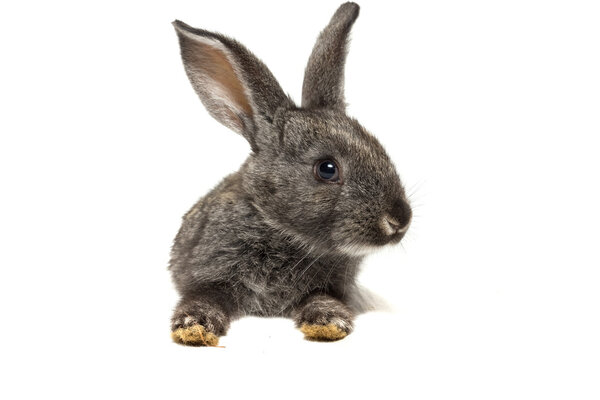 rabbit on a white background