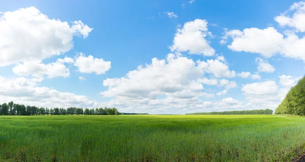 A fotografia mostra uma vista do campo com grama — Fotografia de Stock