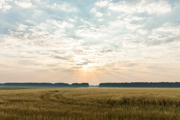 Nascer do sol no campo — Fotografia de Stock