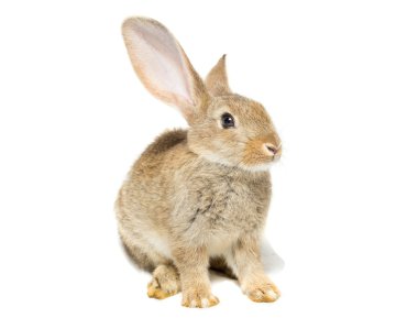 Beyaz arkaplanda tavşan