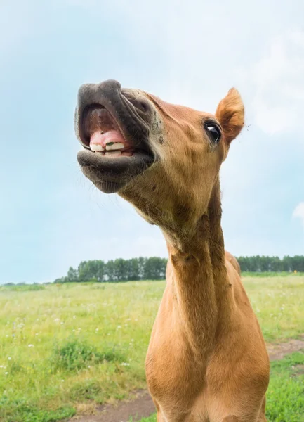 Foto De Stock Cavalo Frente A Frente, Royalty-Free