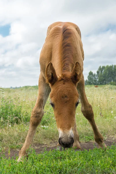 Mosolygó csikó a réten — Stock Fotó