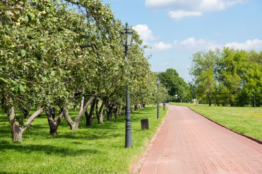 elma ağaçlarının Kolomenskoye Park