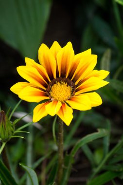 Portakal çiçeği gazania