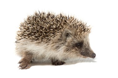 Beyaz bir arka planda kirpi