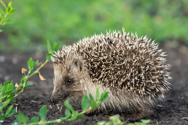 Small hedgehog in the grass — Stock Photo, Image