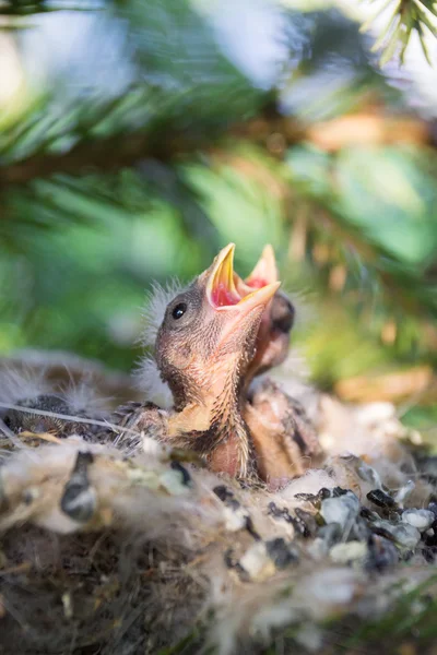 Пташенята в гнізді — стокове фото