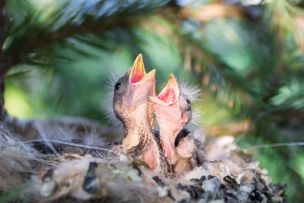 巣の中の雛 — ストック写真