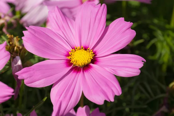 pembe cosmos çiçek