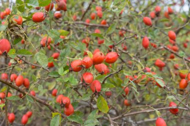 sonbahar yabani gül bush